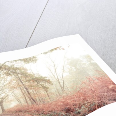 Misty forest by Assaf Frank